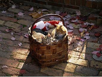 《影之刃零》宣布参展科隆游戏展，与国际大作同台竞技