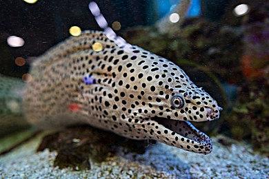 卡通风格恋爱模拟游戏《心动小屋》正式推出获多半好评